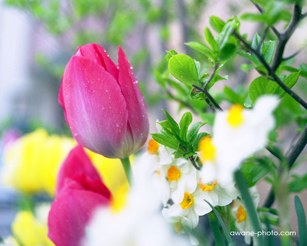 ゼンザノンMC 75mm F2.8（ZENZANON MC 75mm F2.8）| Camera Museum by