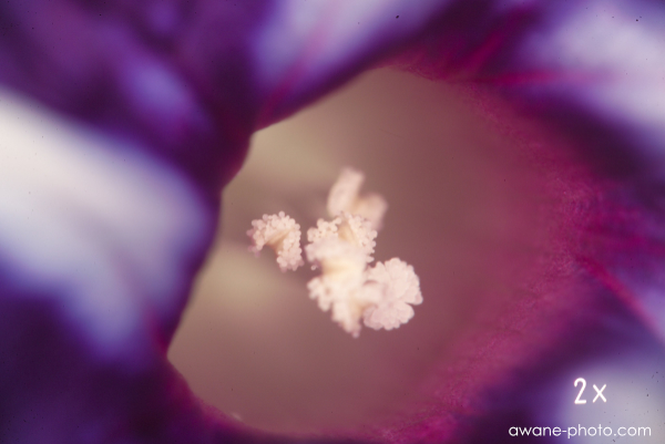Medical-NIKKOR C Auto 200mm F5.6 | Camera Museum by awane Medical-NIKKOR C Auto 200mm F5.6 | Camera Museum by awane