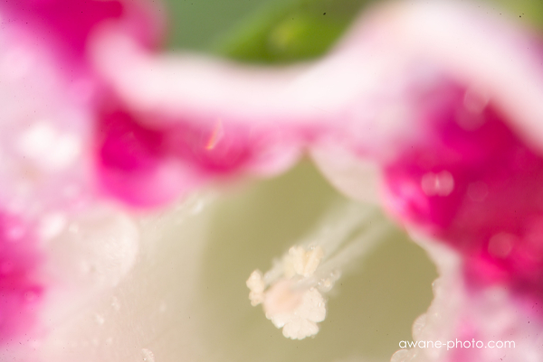 Medical-NIKKOR C Auto 200mm F5.6 | Camera Museum by awane Medical-NIKKOR C Auto 200mm F5.6 | Camera Museum by awane