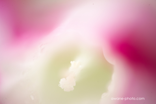 Medical-NIKKOR C Auto 200mm F5.6 | Camera Museum by awane Medical-NIKKOR C Auto 200mm F5.6 | Camera Museum by awane