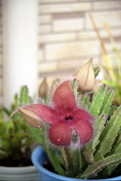 動作品・実写確認済 Canon EOS 55＋EF35-135mm f4-5.6 動作品・実写確認済 Canon EOS 55＋EF35-135mm f4-5.6 backend