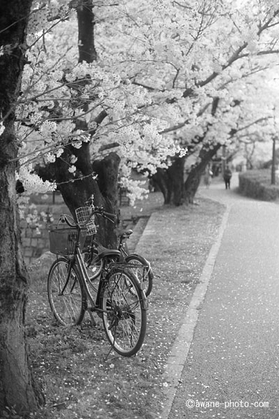 X-FUJINON 50mm F1.9 FM | Camera Museum by awane-photo.com X-FUJINON 50mm F1.9 FM | Camera Museum by awane-photo.com